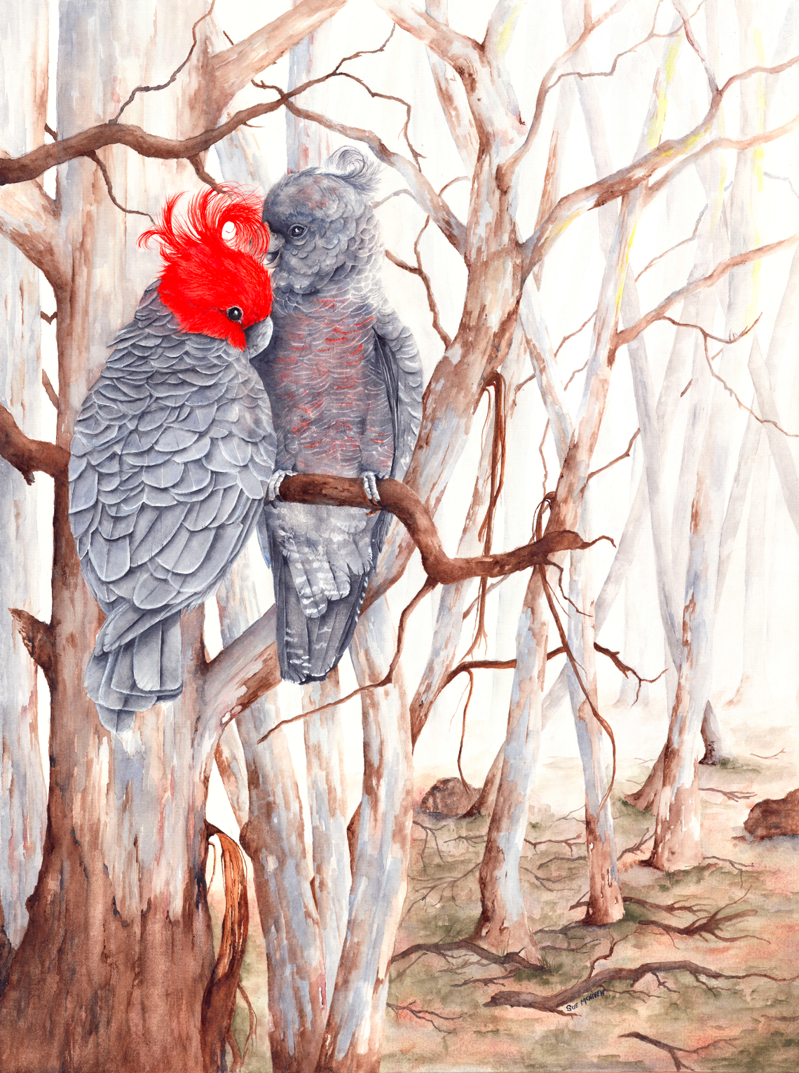 Gang Gangs in the Misted Ghost Gums