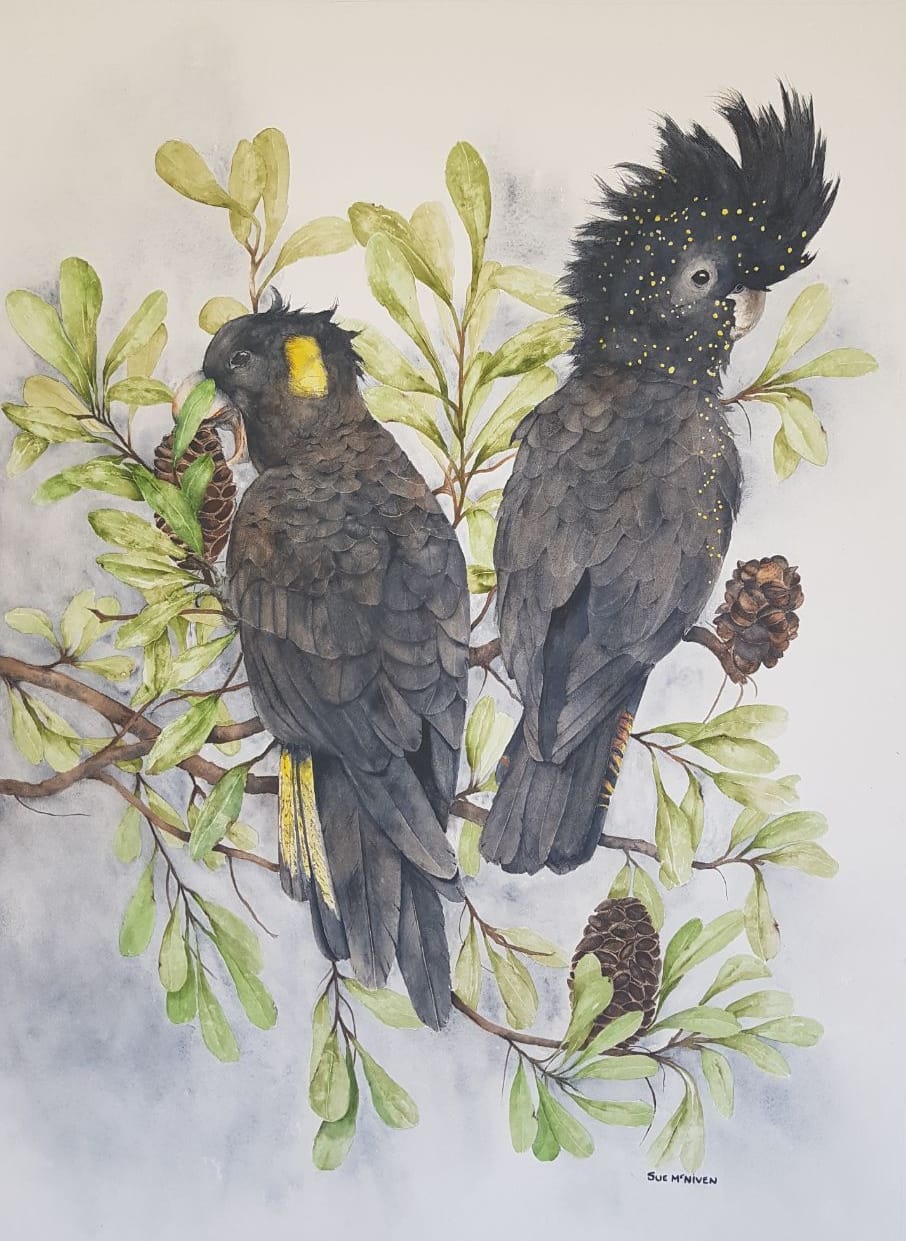 Black Cockatoos in the Banksia