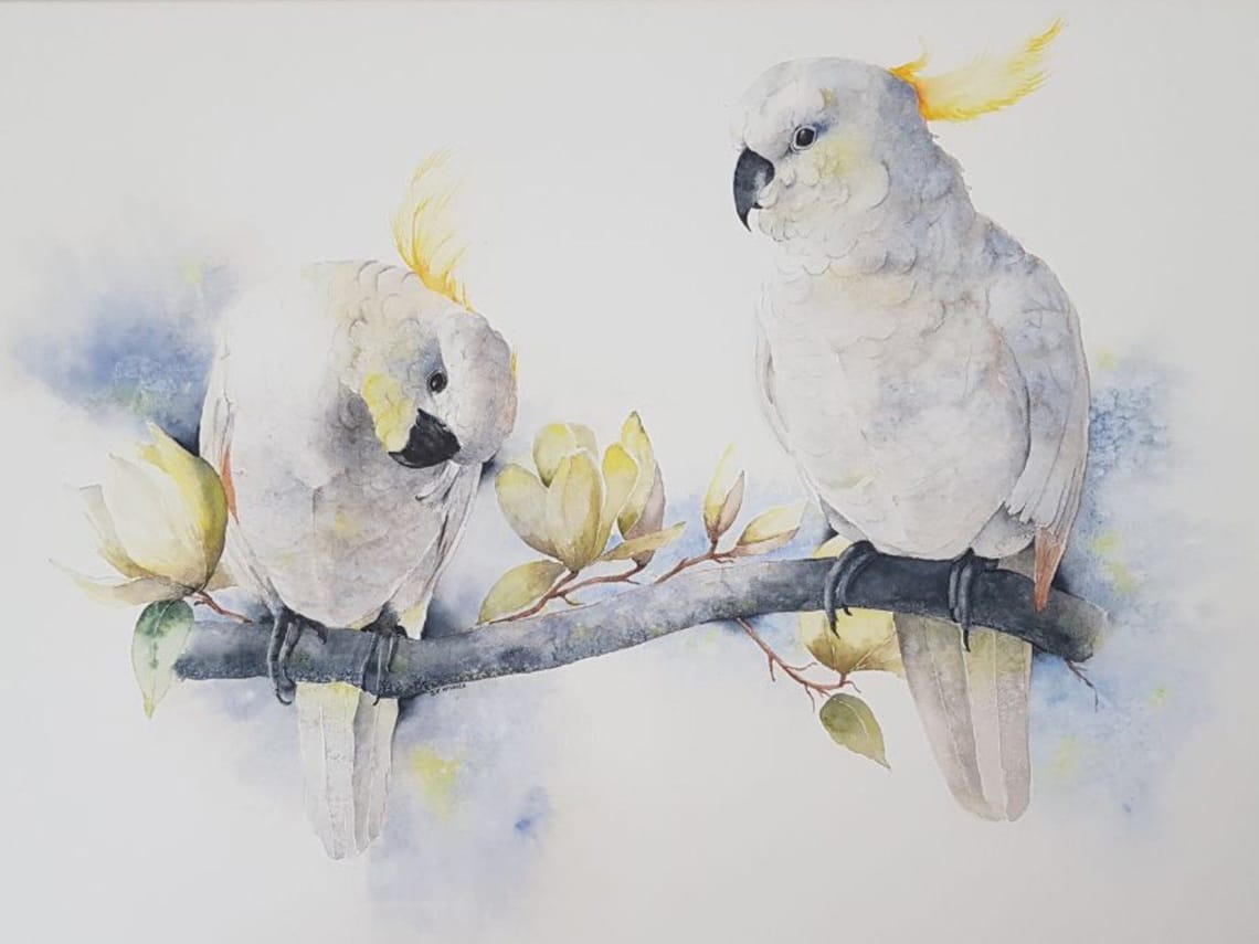 Cockatoos