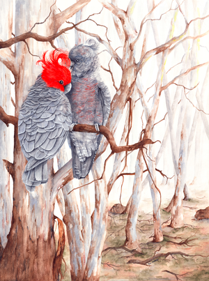 Gang Gangs in the Misted Ghost Gums