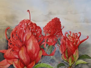Waratahs on the Valley
