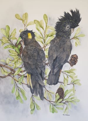 Black Cockatoos in the Banksia