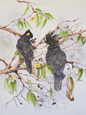 Black Cockatoos in the Yellow Flowering Gum