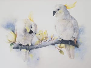 Cockatoos